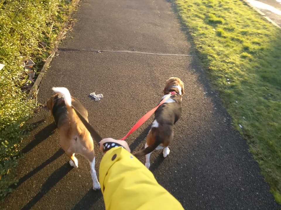 Walking two dogs on a pet sit