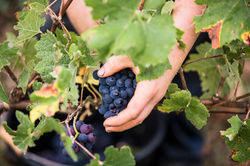 Armand_de_Brignac_GrapeHarvest_Reims_Sept2016_Jerusalmi_00022