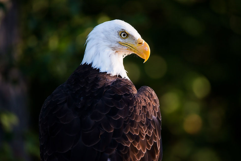 Bald Eagle Portrait