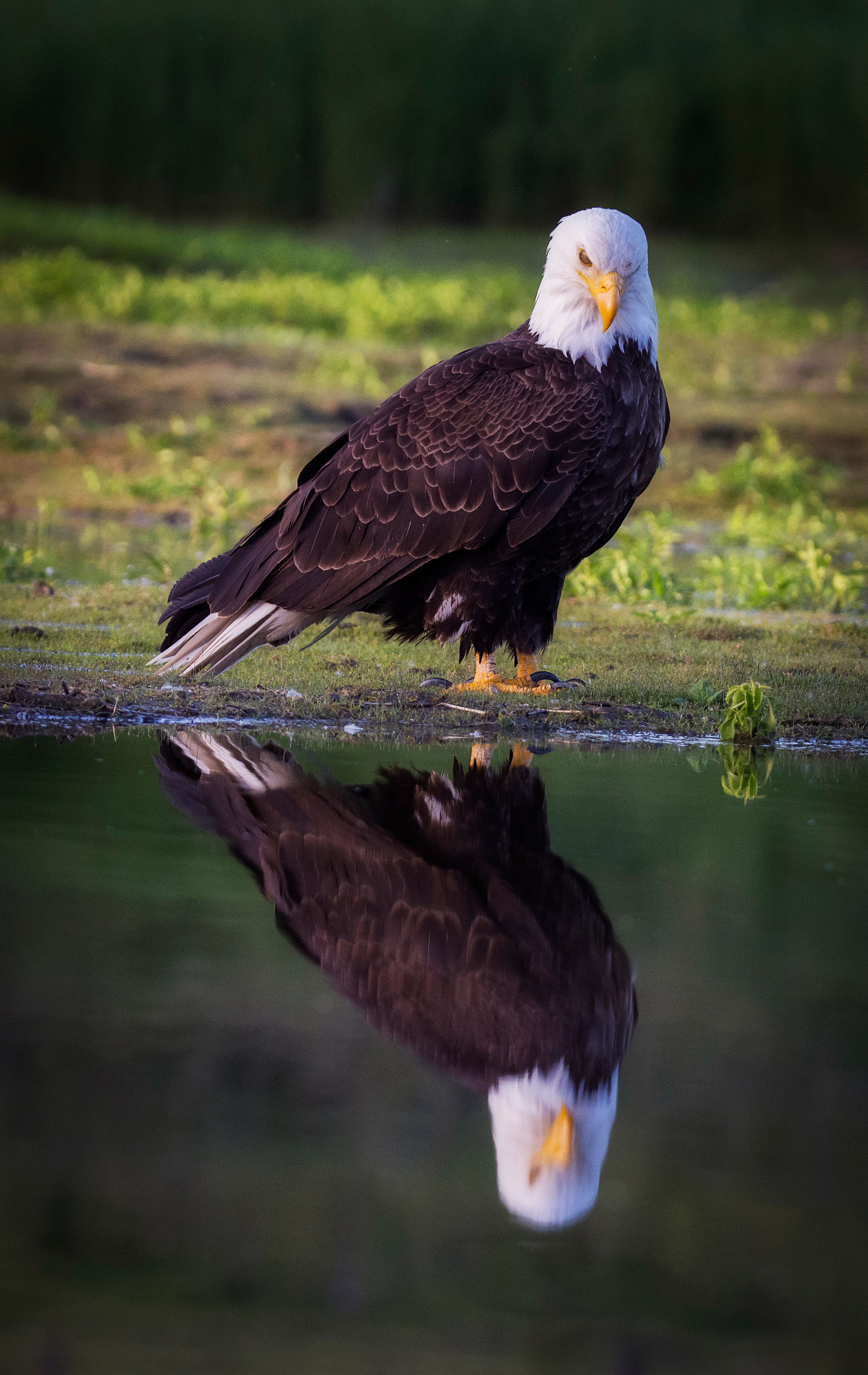 Bald Eagle Reflection