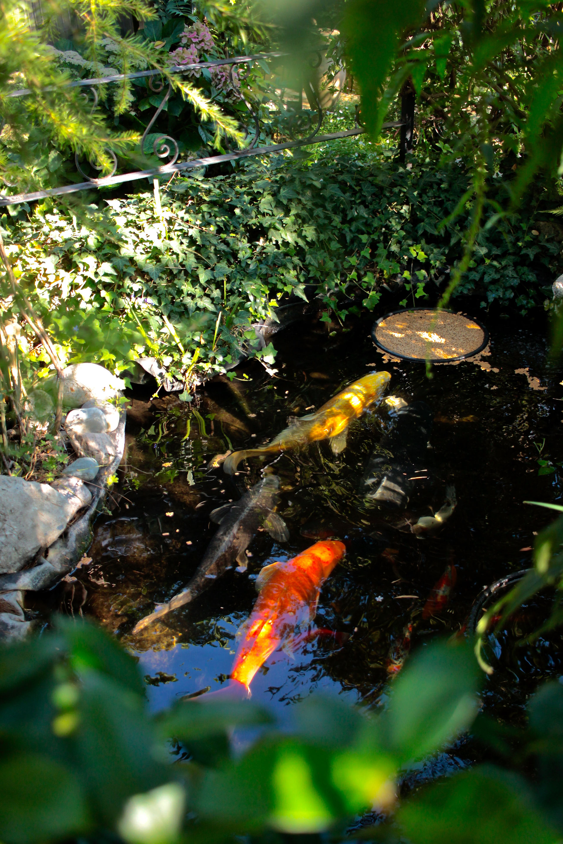 Le clos fleuri, jardin à Chabeuil