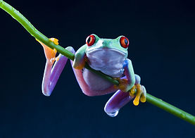 Tree Frog