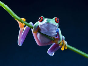 Mimicking Frogs