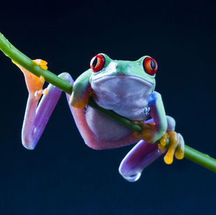 Don't Eat That Frog: Common Productivity Hacks That May Backfire for ADHD Individuals