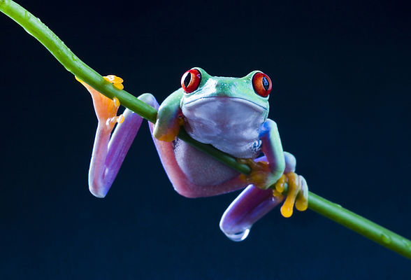 Tree Frog