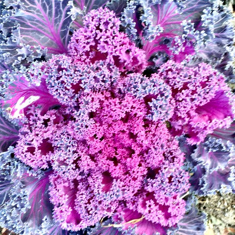 Purple Cauliflower