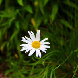IMG_1747.jpeg