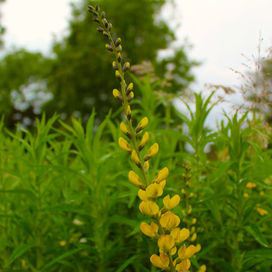 IMG_1786.jpeg