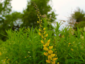 Conservation with the Blackstone Parks Conservancy