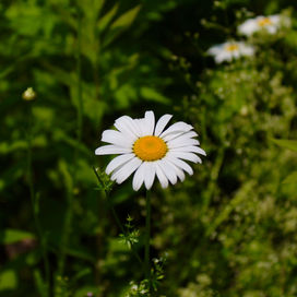 IMG_1692.jpeg