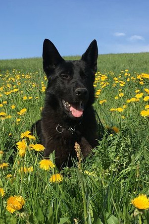 Copie de Sniper du Boidamont 2_edited.jpg