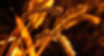 brown-leafed-plant-close-up-photography-