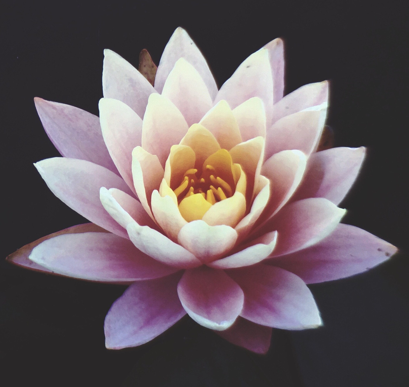 The Lotus Center Ann Arbor Acupuncture with Brodie Burris Michigan