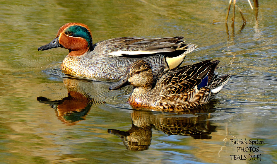 sarsella, teal, malta