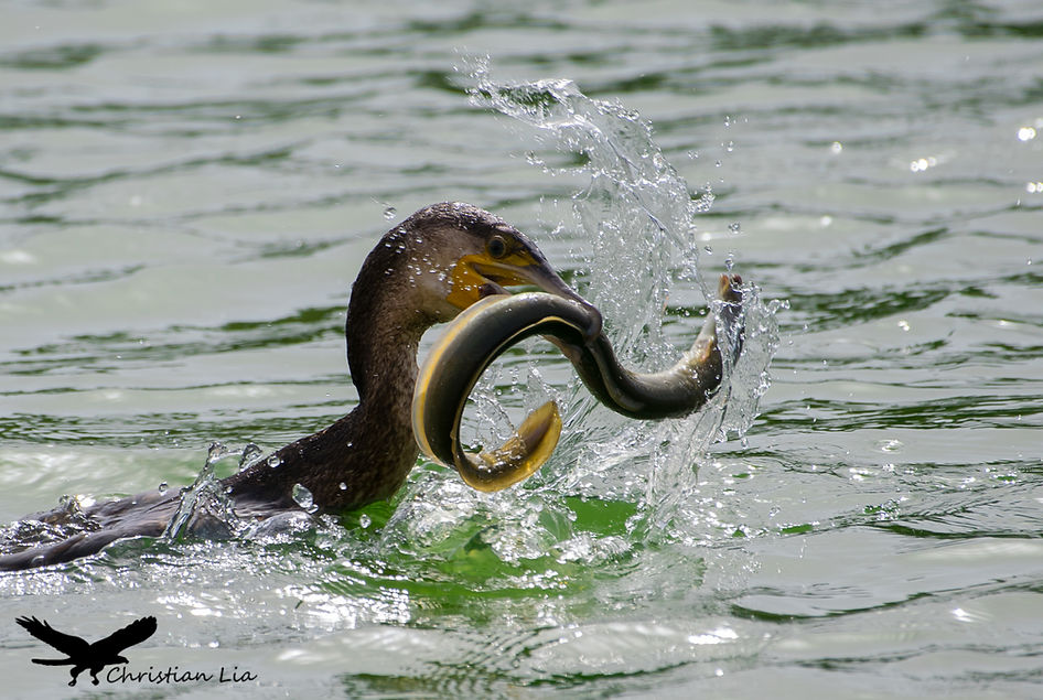 margun, great cormorant