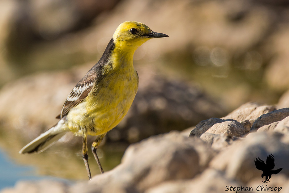 zakak rasu safra, citrine wagtail