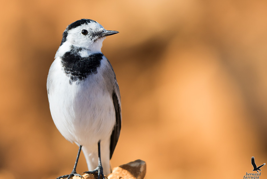 white wagtail, zakak abjad