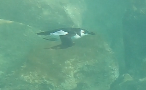 Razorbill.png