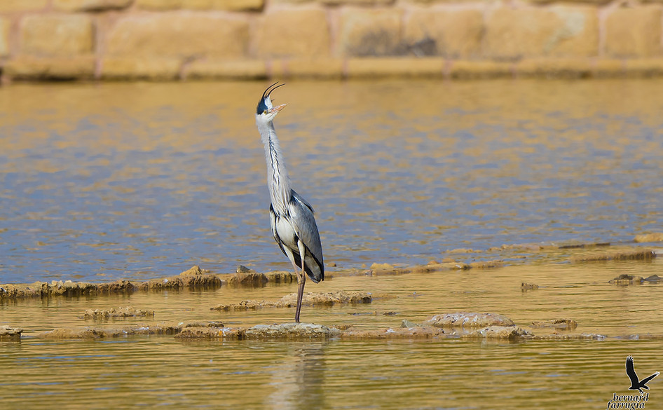 grey heron, russett griz