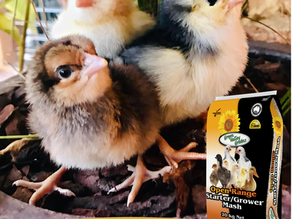 Raising & caring for your new chicks