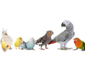What foods are unsafe to feed your birds?