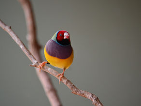 Keeping Finches