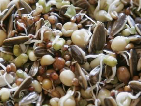 Delicious sprouted seeds