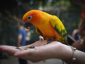 Common challenges with pet birds