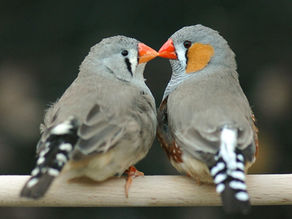 Which bird is the best match for me?