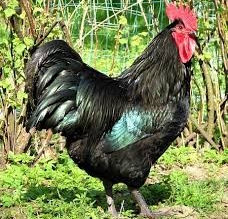 Owning Chickens in an Urban Setting