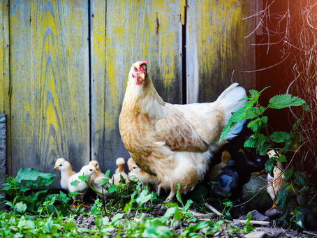 New to poultry??.. here's what you need to know about owning back yard chickens...