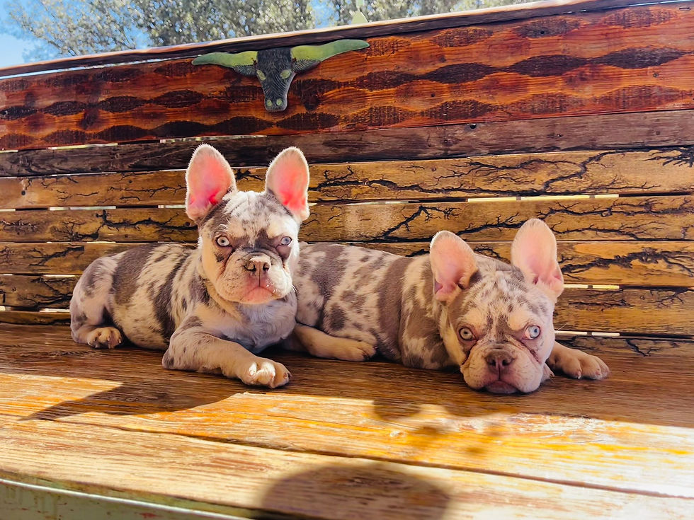 Two Frenchie Dogs