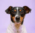 PERRO-BODEGUERO-FONDO-LILA_2.jpg