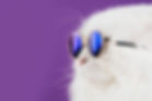 close-portrait-of-white-furry-cat-in-fashion-sungl-KD3FBDA_edited.jpg