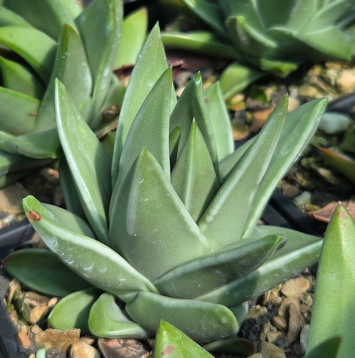 Tulista marginata (S-231)
