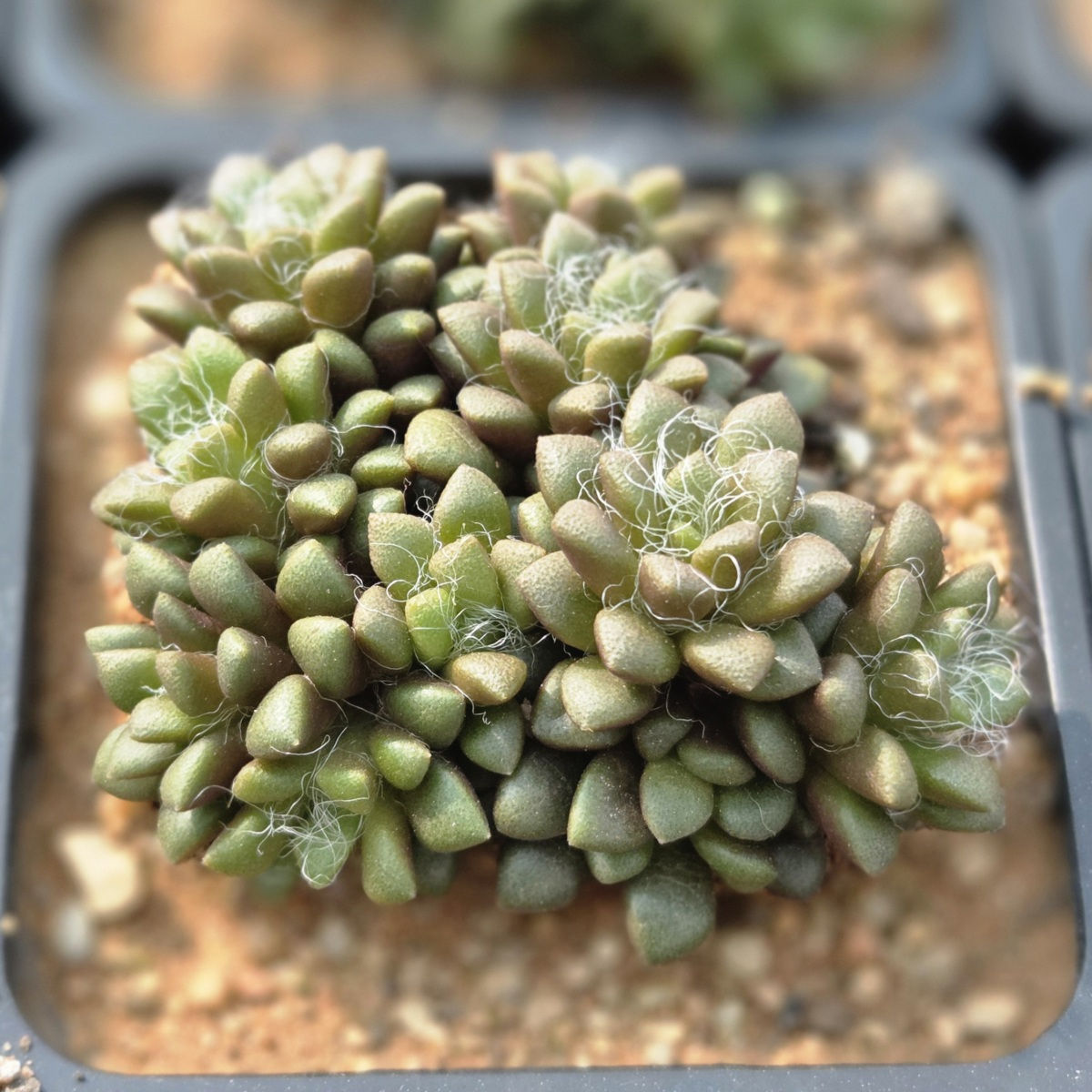 Anacampseros vanthielii
