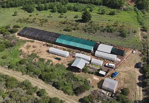 Kambroo Plants Nursery.jpg