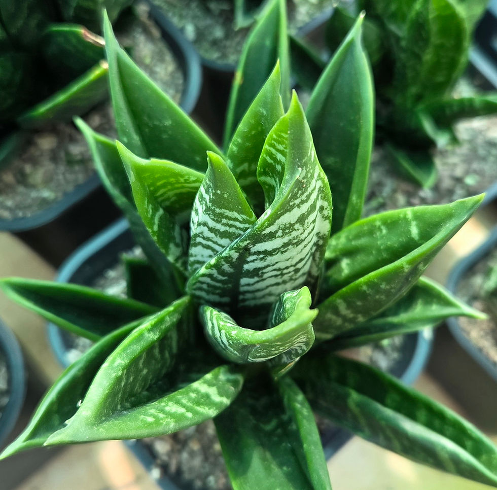 Thumbnail: Sansevieria trifasciata hahnii 'Gaster' (S-300)