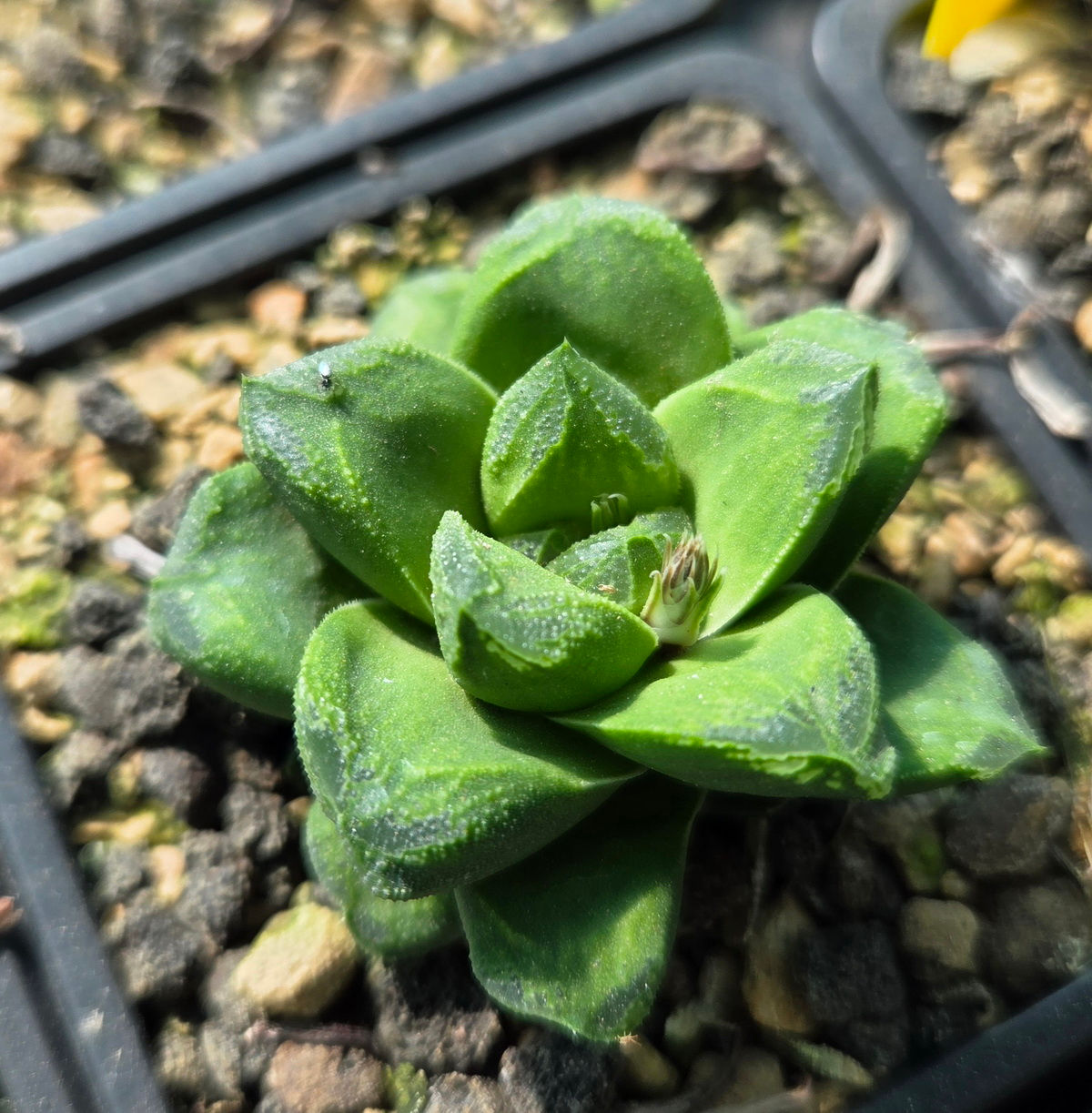 Haworthia 'Miho' (S-422B)