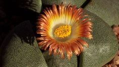 Mesemb Succulent Plants