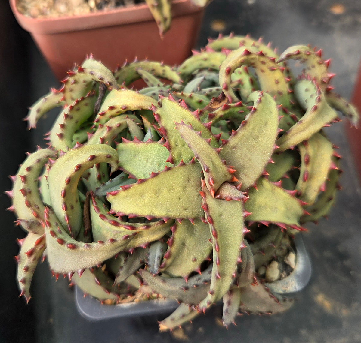 Aloe castilloniae (S-453)