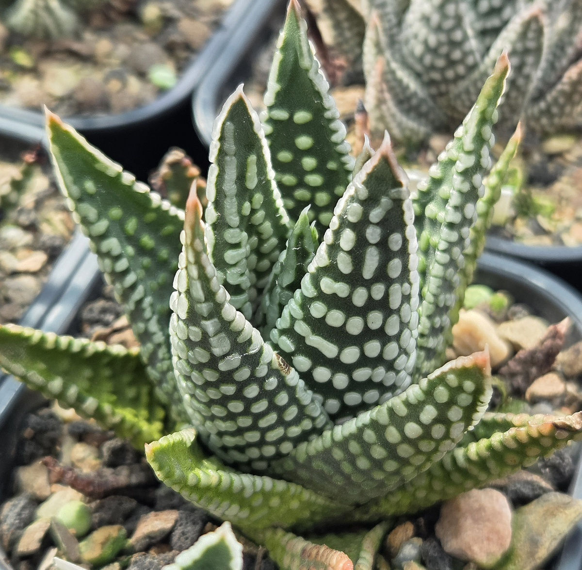Tulista opalina x pumila Select (S-224)
