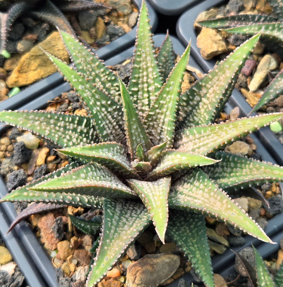 Haworthiopsis koelmaniorum Hybrid (S-240)