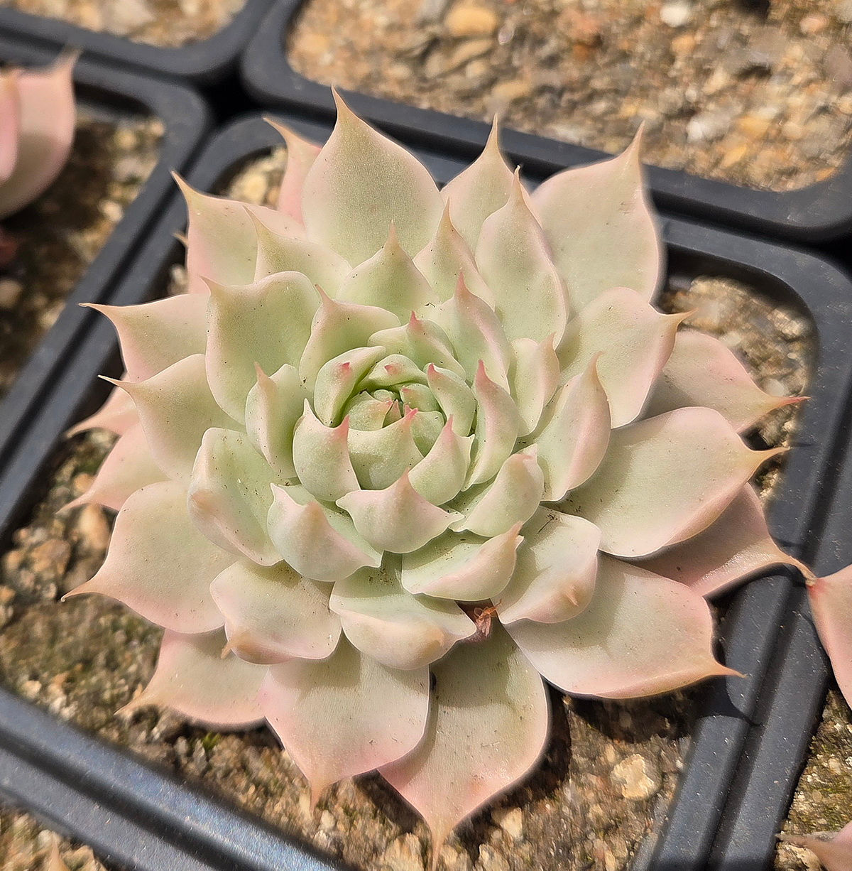 Graptoveria 'Margarete Reppin' Variegated