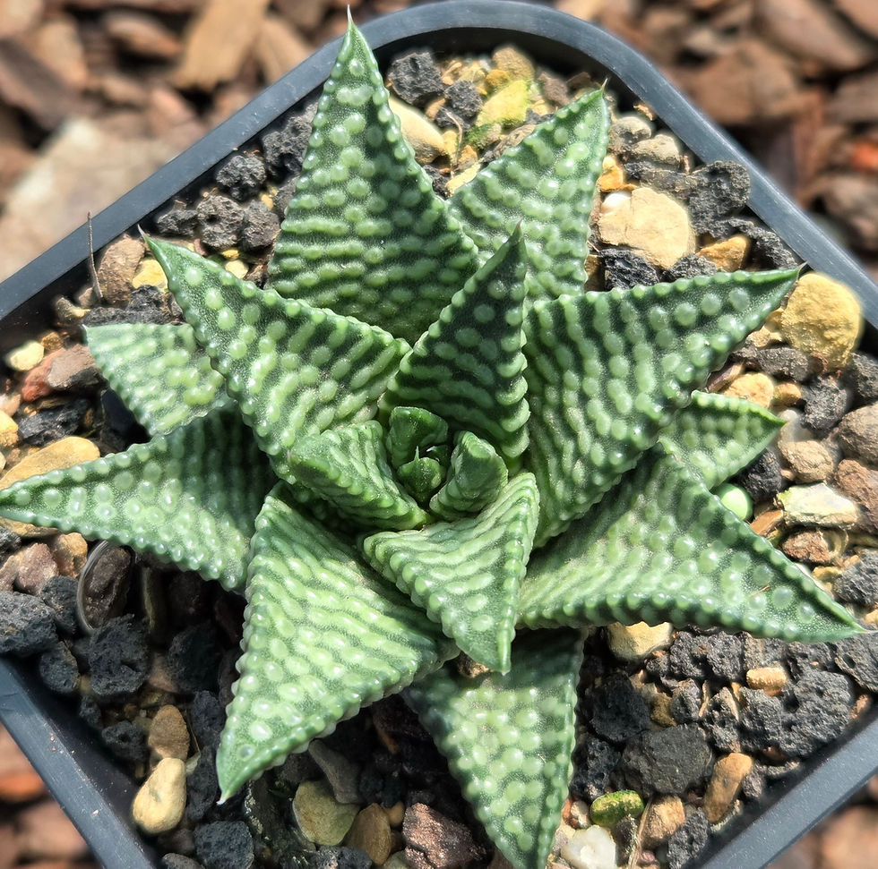 Thumbnail: Tulistopsis 'Delight'  (S-236)