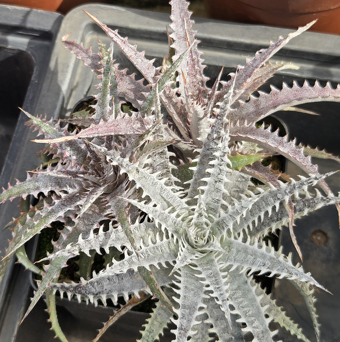 Dyckia Hybrids (S-210)