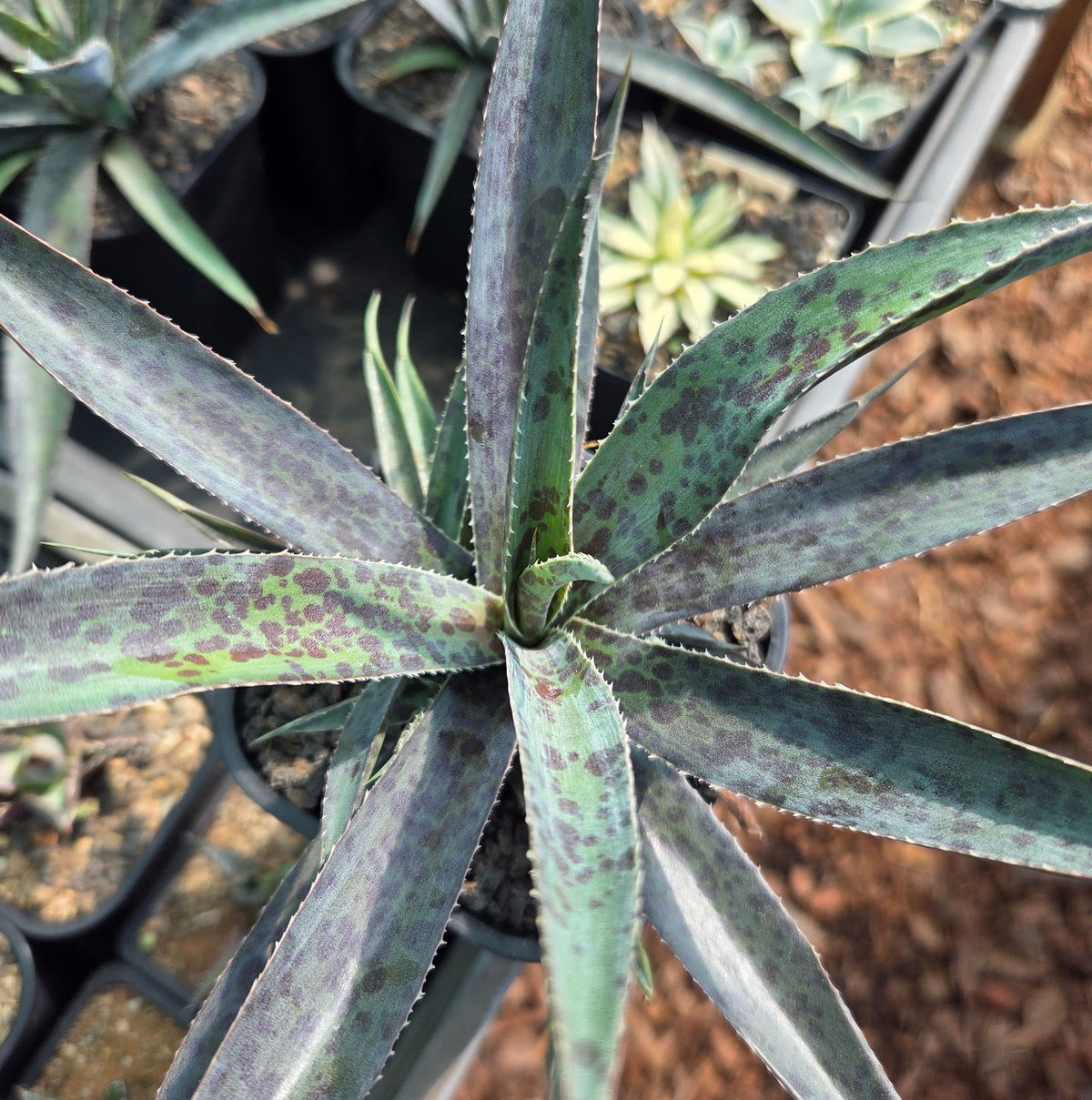 Mangave 'Pineapple Express' (S-113)