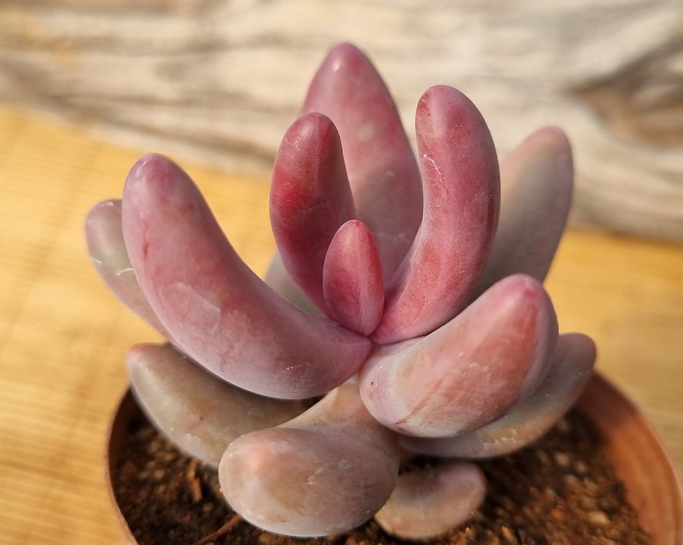 Thumbnail: Pachysedum 'Ganzhou'