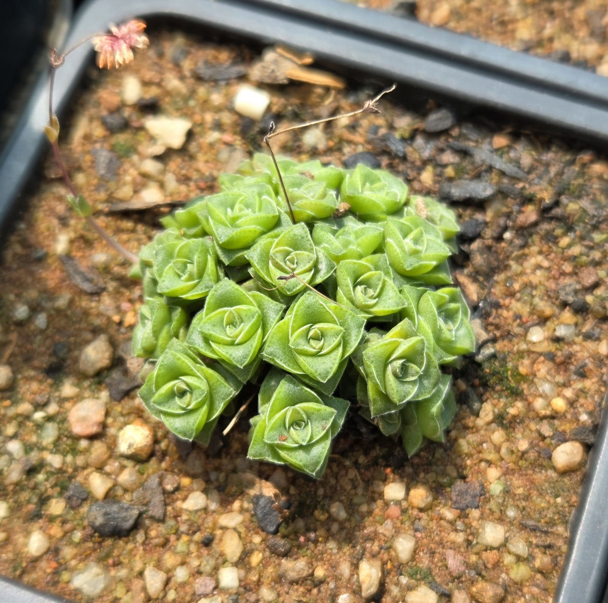 Crassula socialis (S-601)