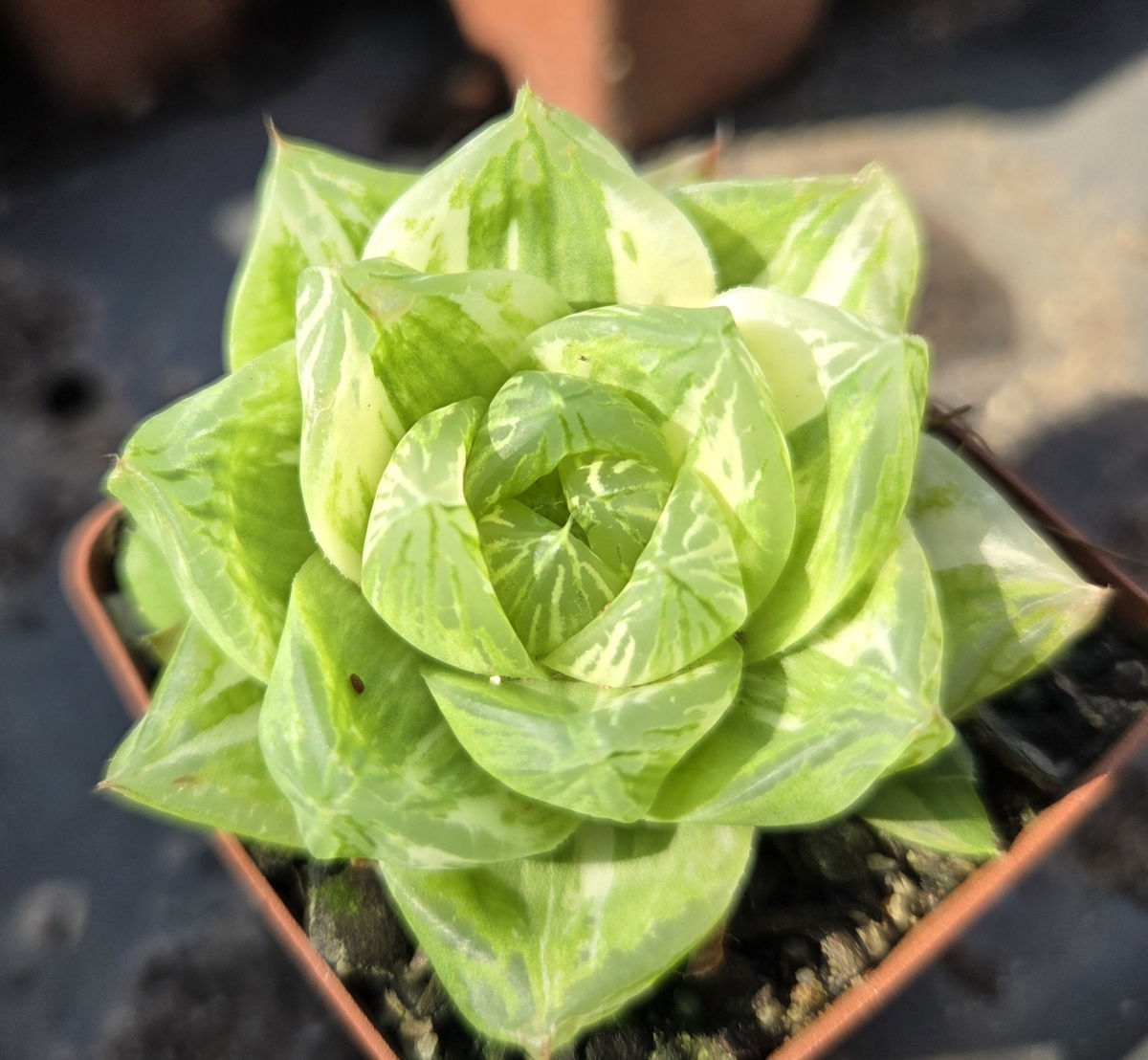 Haworthia cymbiformis Variegated (S-292)